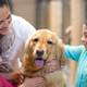 Illustration for article titled Family Chooses Different Dog Than Reincarnated Grandfather